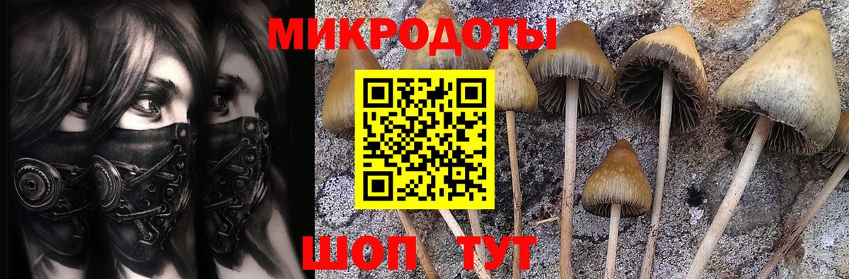 Псилоцибиновые грибы Psilocybine cubensis Пугачёв