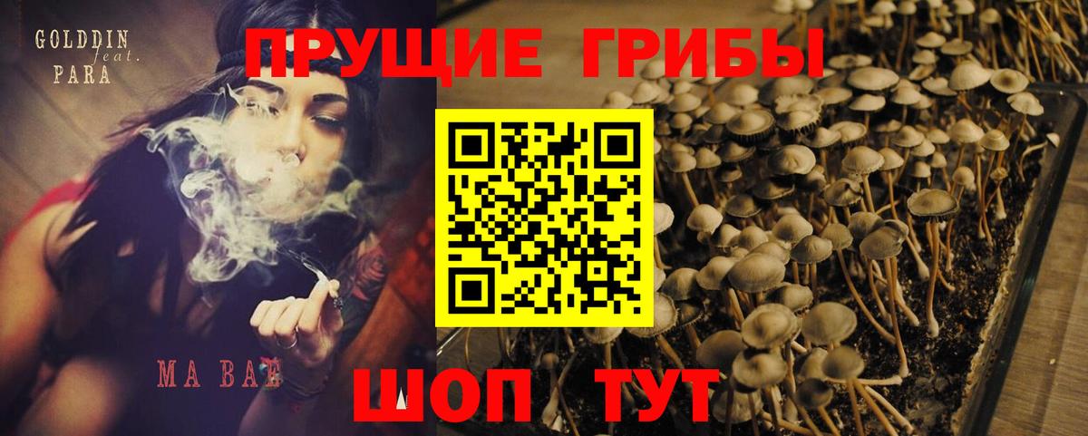 Пугачёв  Галлюциногенные грибы MAGIC MUSHROOMS  Вход с VPN 